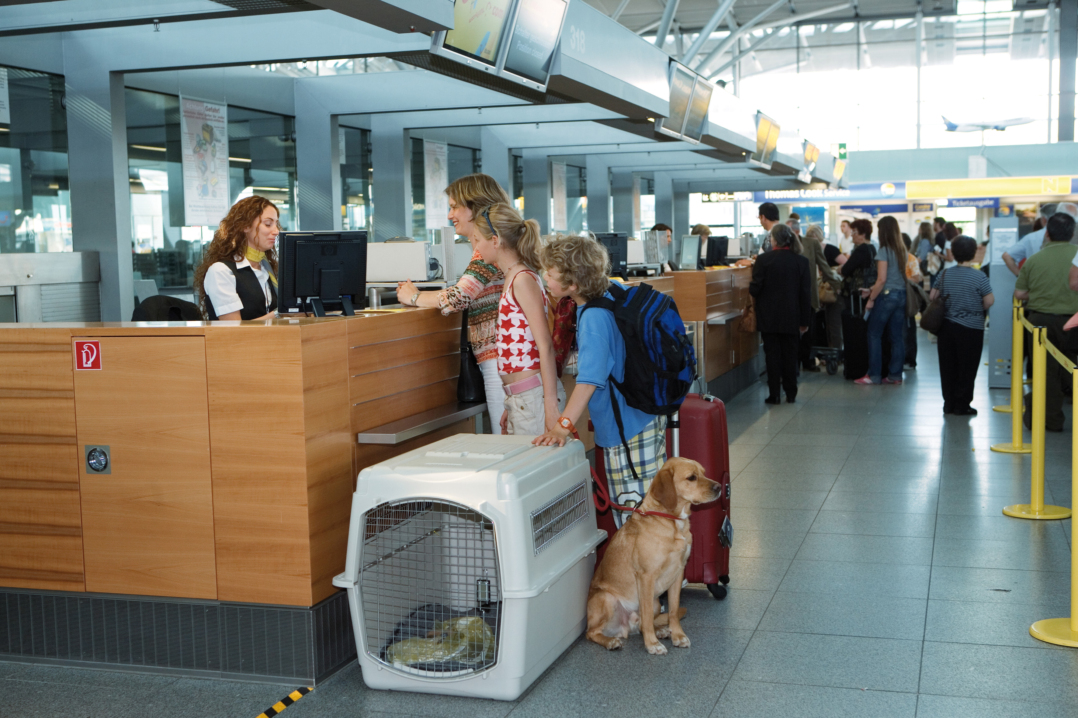 airport dog crate